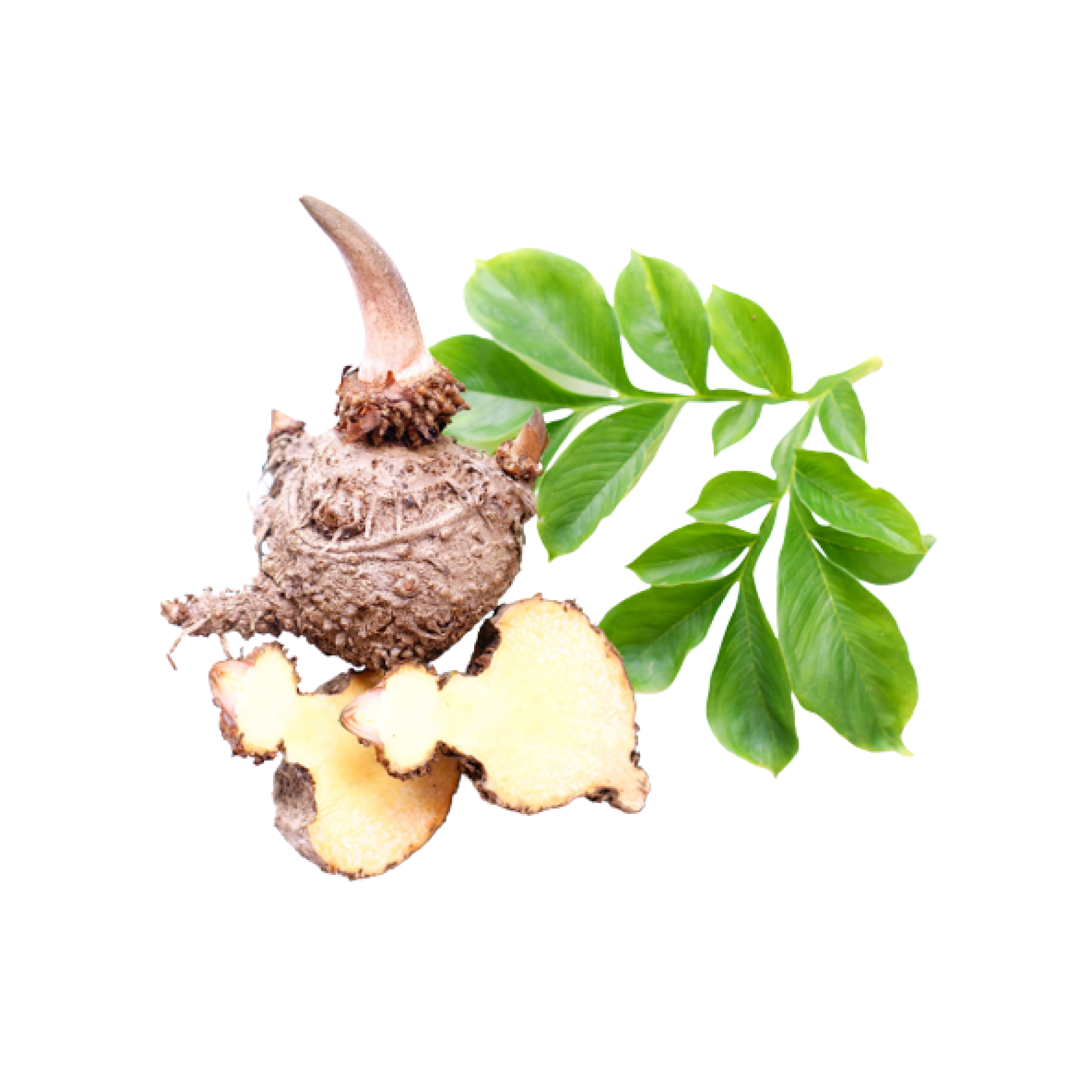 Glucomannan fiber supplement